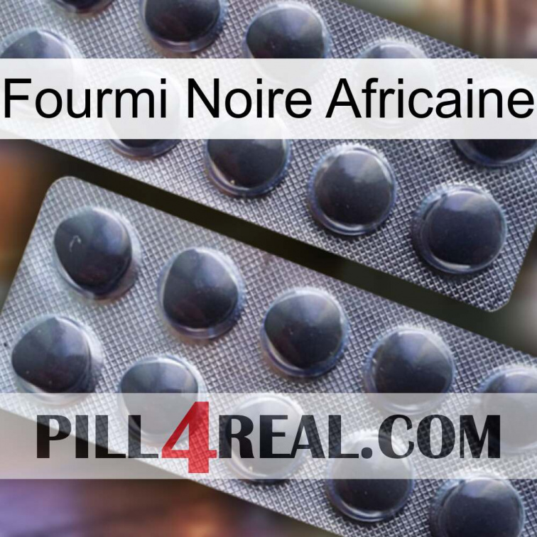 African Black Ant 31